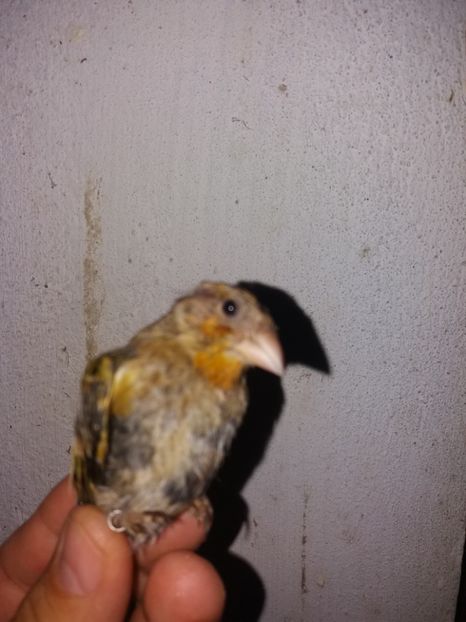  - pui hibrizi petrusi si sticlete 2017