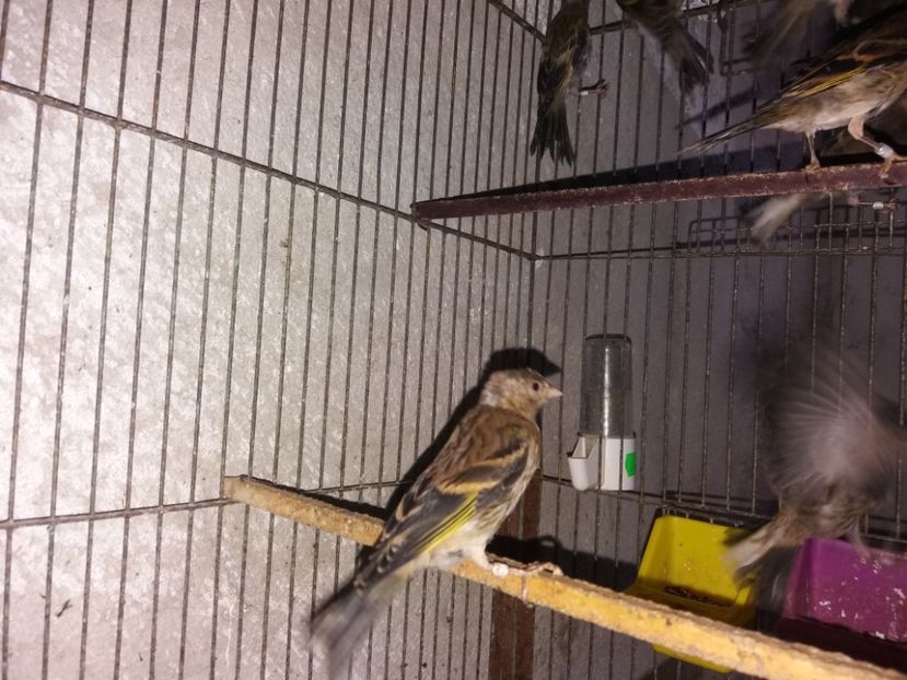  - pui hibrizi petrusi si sticlete 2017