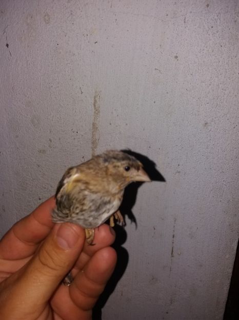  - pui hibrizi petrusi si sticlete 2017