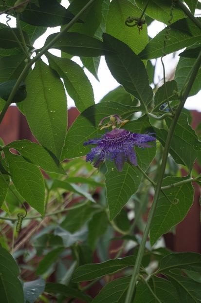  - Passiflora 2017- 2018