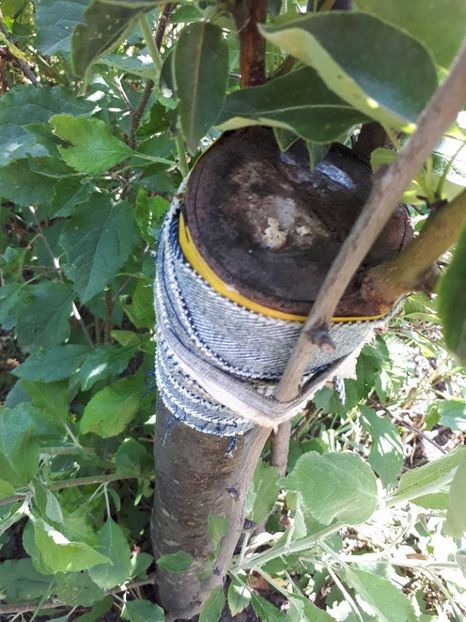 altoi par pe mar - amalgam