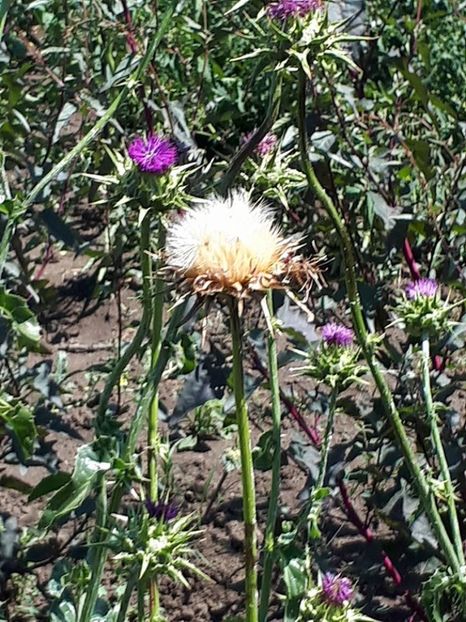 armurariu copt - amalgam