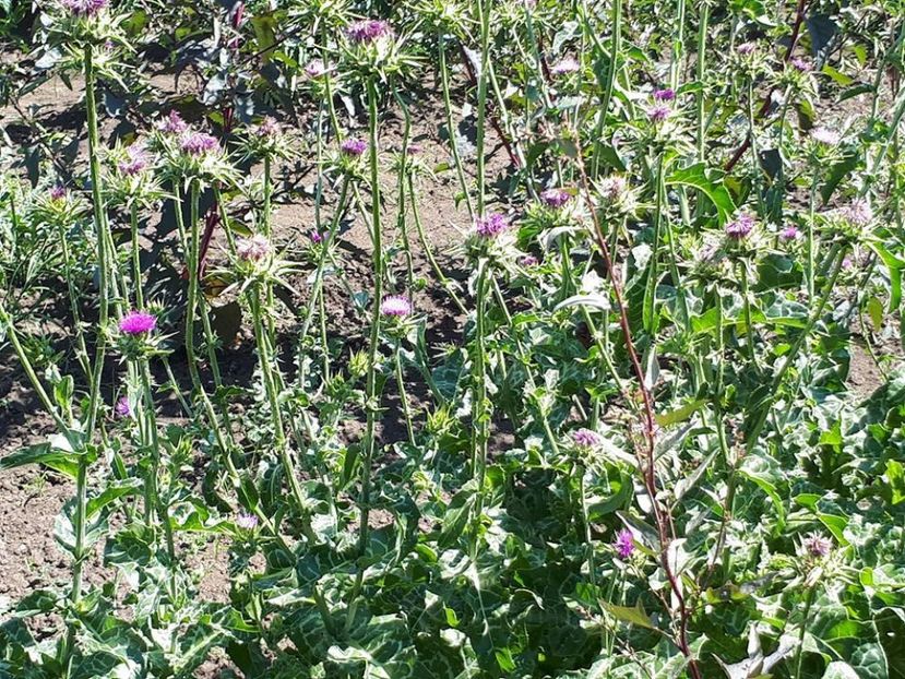 armurariu2 - amalgam