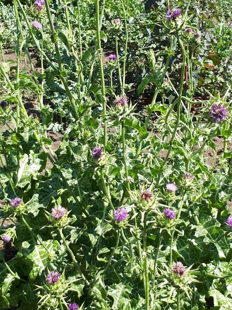 armurariu4 - amalgam