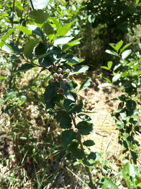 aronia fructe1 - amalgam