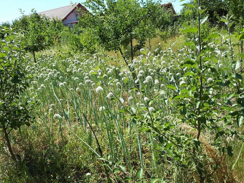 ceapa samanta - amalgam