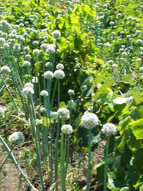 ceapa samanta1 - amalgam