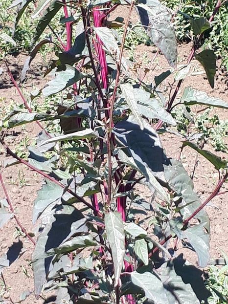 harbuz loboda1 - amalgam