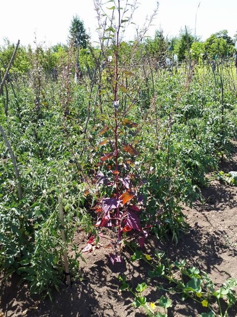 loboda si rosii - amalgam