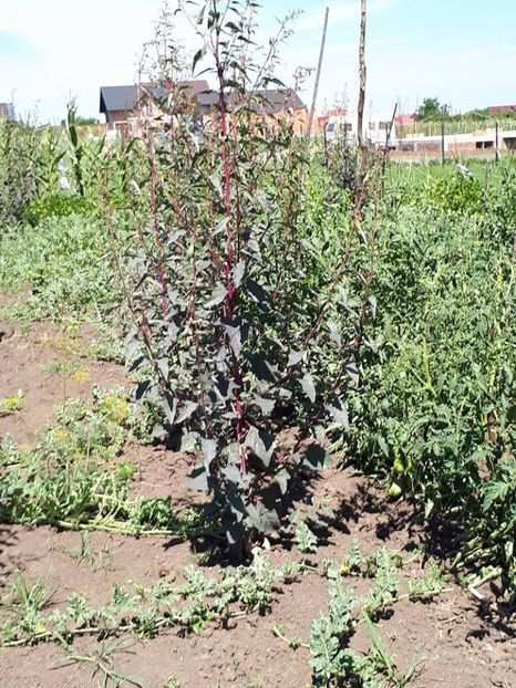 loboda si rosii1 - amalgam