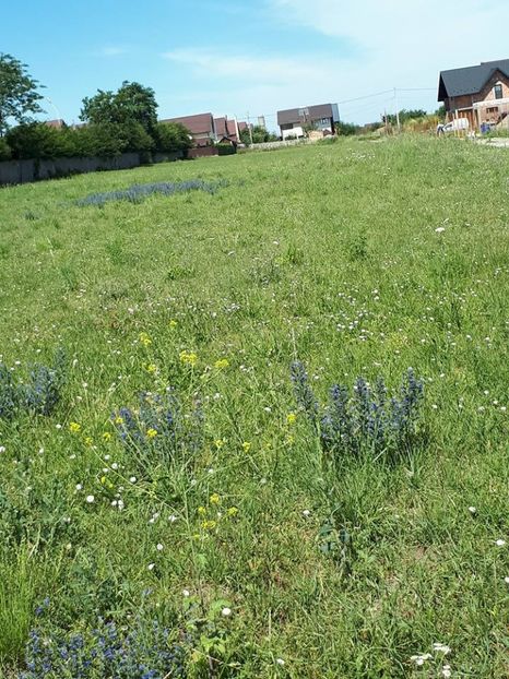 lot inchiriat1 - amalgam