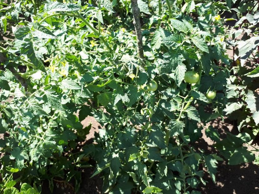 rosii flori - amalgam