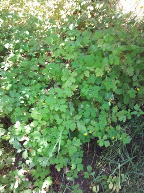 rostopasca - amalgam