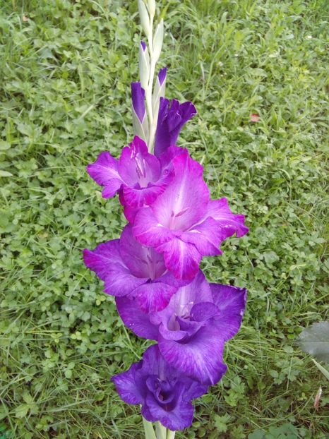  - AAAA_GLADIOLE 2015_2017_2018_2019
