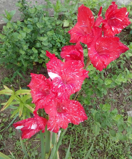  - AAAA_GLADIOLE 2015_2017_2018_2019