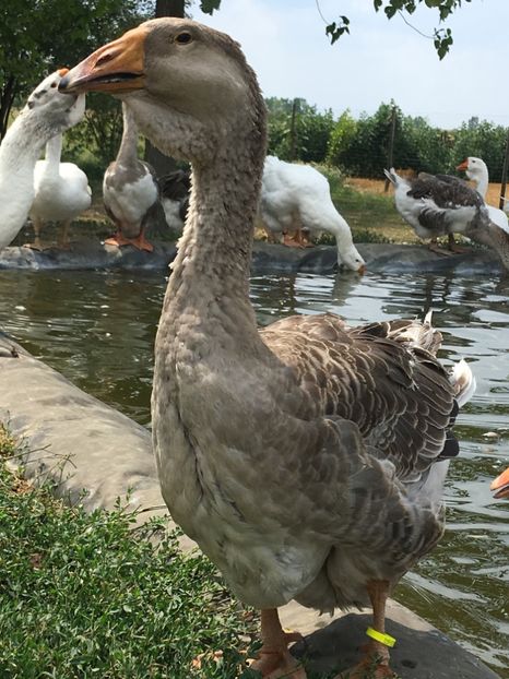  - Cholmogory 2015-16-17-18