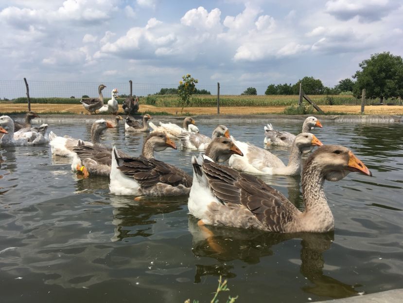  - Cholmogory 2015-16-17-18