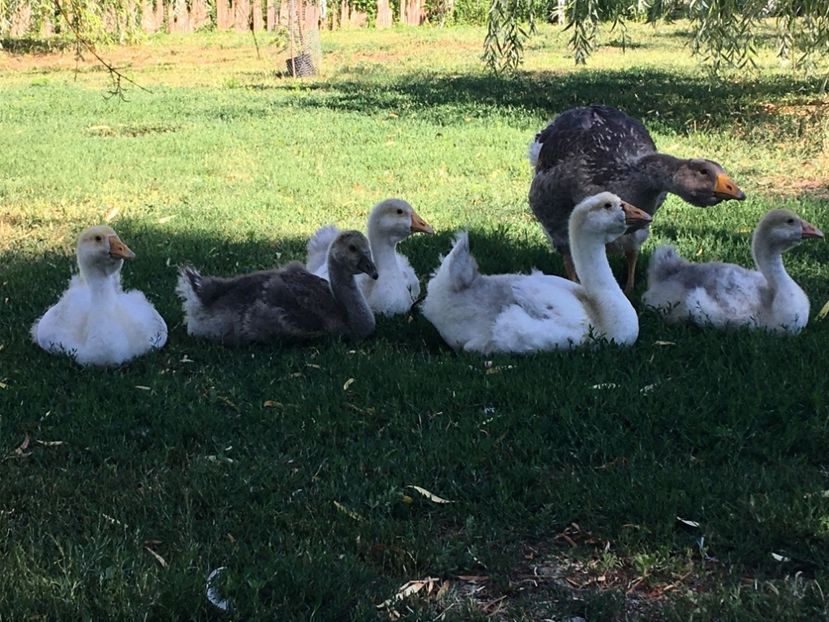  - Cholmogory 2015-16-17-18