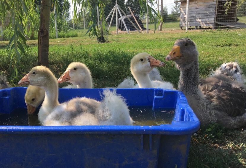  - Cholmogory 2015-16-17-18