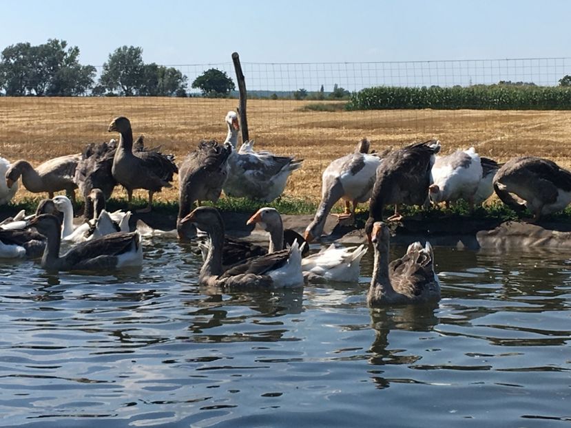  - Cholmogory 2015-16-17-18