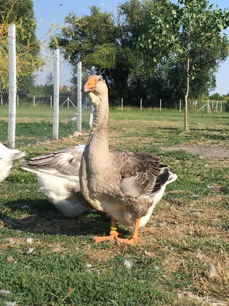  - Cholmogory 2015-16-17-18