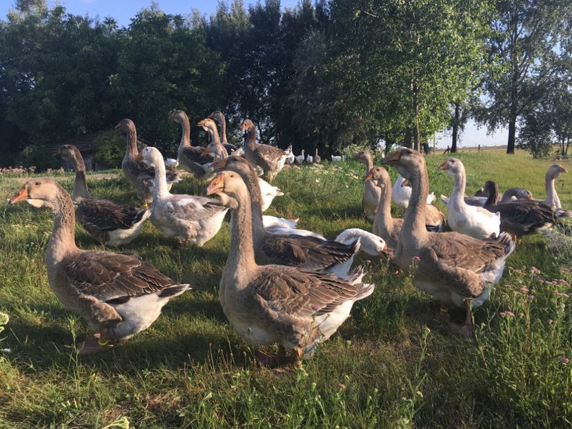  - Cholmogory 2015-16-17-18