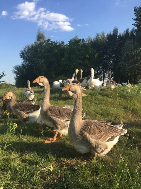  - Cholmogory 2015-16-17-18