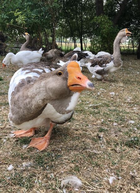  - Cholmogory 2015-16-17-18