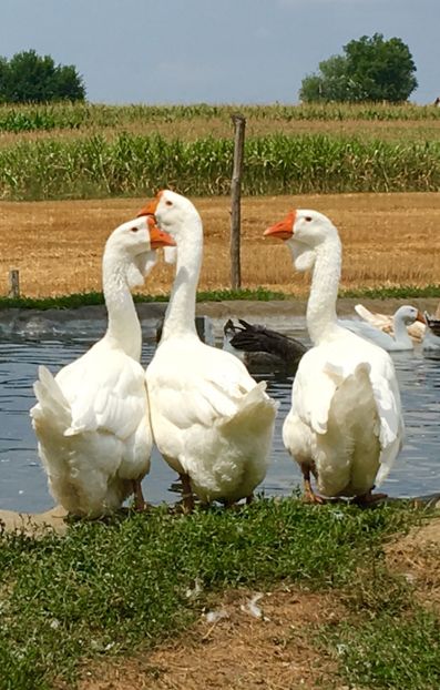  - Cholmogory 2015-16-17-18