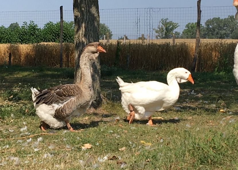  - Cholmogory 2015-16-17-18