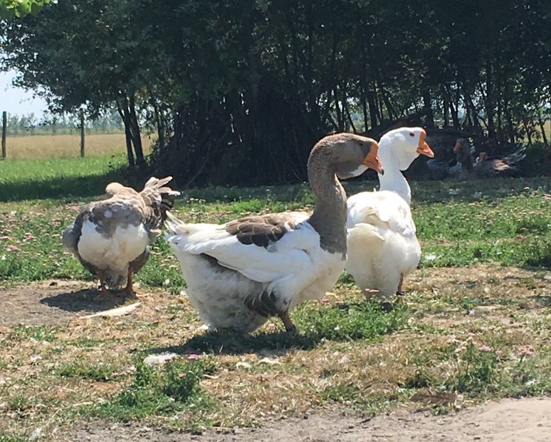  - Cholmogory 2015-16-17-18