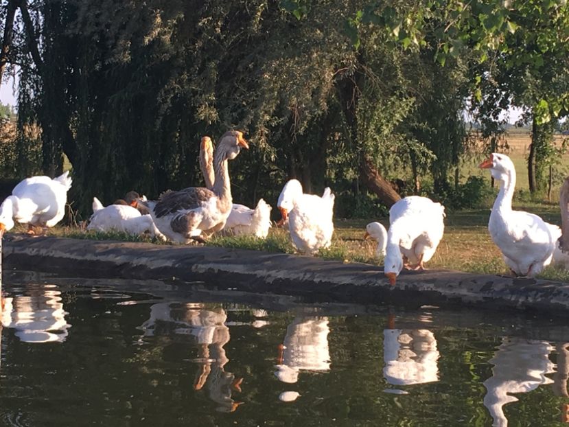  - Cholmogory 2015-16-17-18