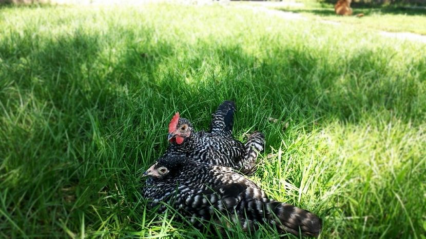 de la Marian Valentin - 7 Mii de flori BARAT