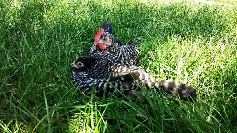  - 7 Mii de flori BARAT