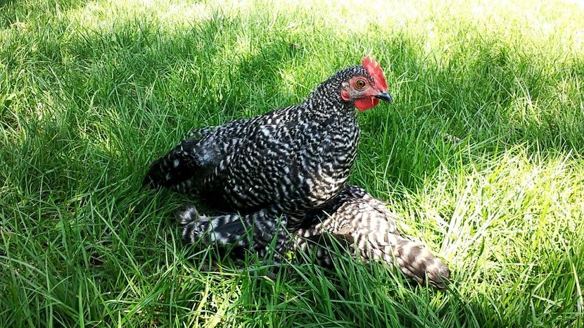 1+1 Barat - 7 Mii de flori BARAT