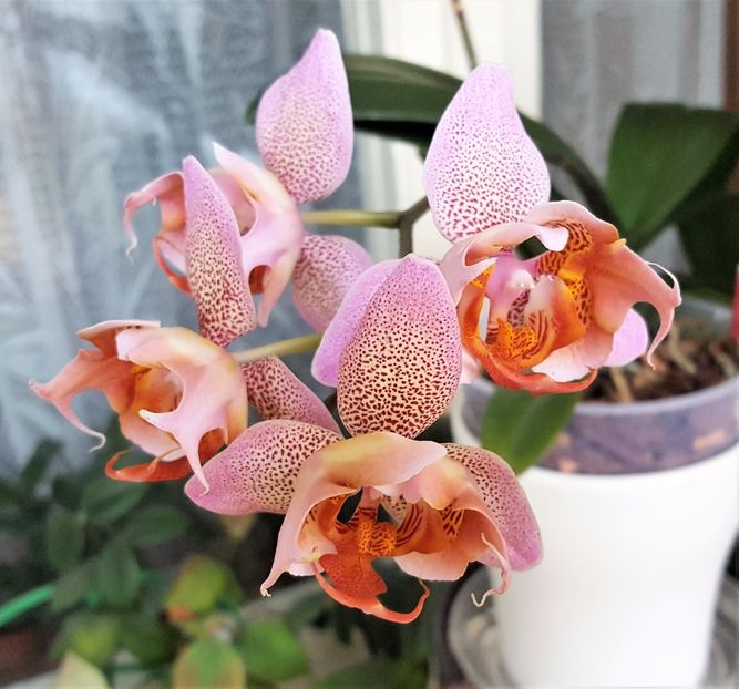  - Phalaenopsis 1