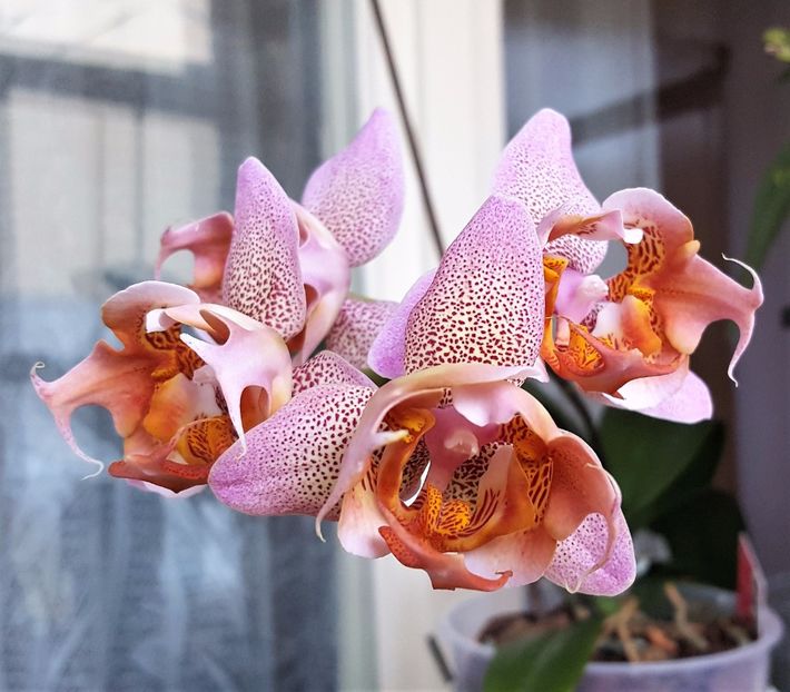  - Phalaenopsis 1