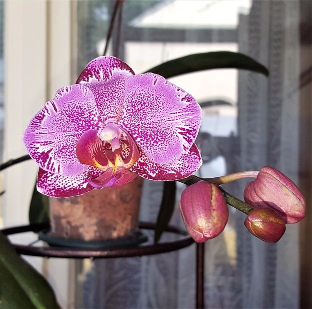  - Phalaenopsis 1
