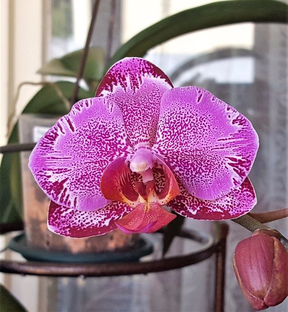  - Phalaenopsis 1