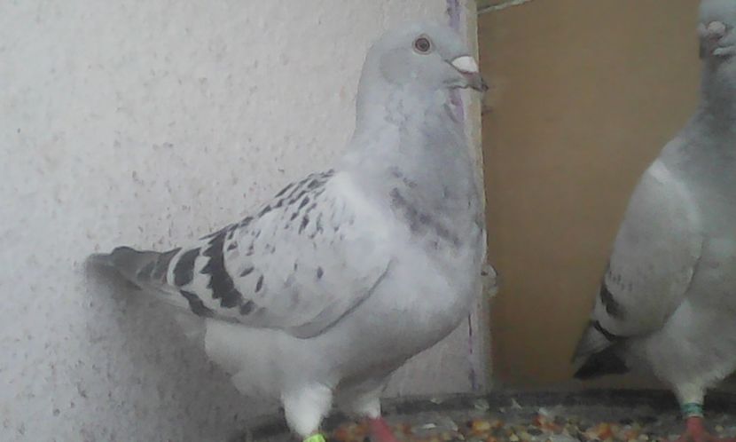 M 2017 - PUII 2017 DIN LA FABRICA