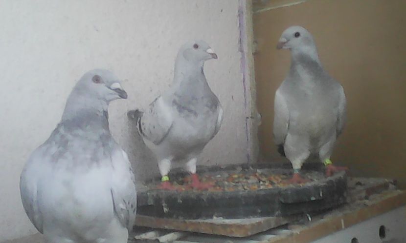  - PUII 2017 DIN LA FABRICA