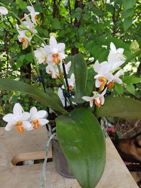 Phalaenopsis Mini Mark - 52 lei - VANDUTE