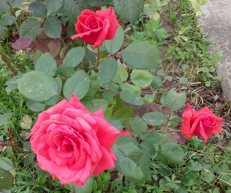  - TRANDAFIRI 2017_2018