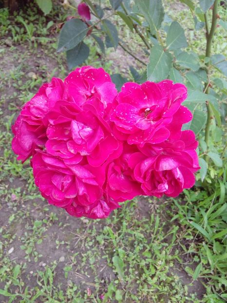  - TRANDAFIRI 2017_2018