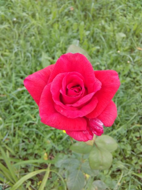  - TRANDAFIRI 2017_2018