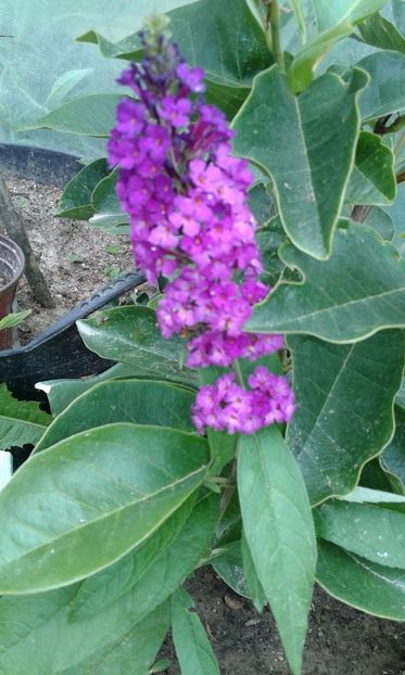 parfumat liliac de vara Budleja - w Produse livrate