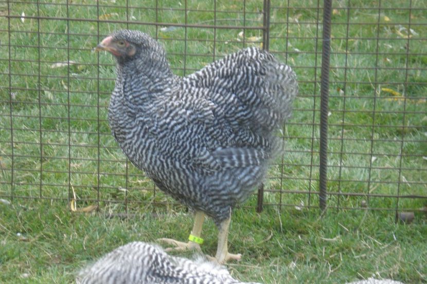  - WYANDOTTE BARAT 2017 - ARHIVA