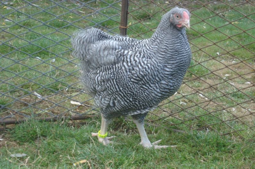  - WYANDOTTE BARAT 2017 - ARHIVA