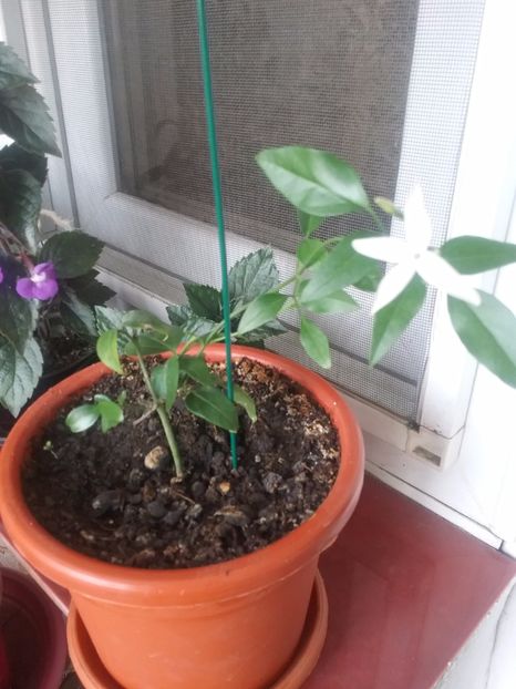  - Iasomie de cameră