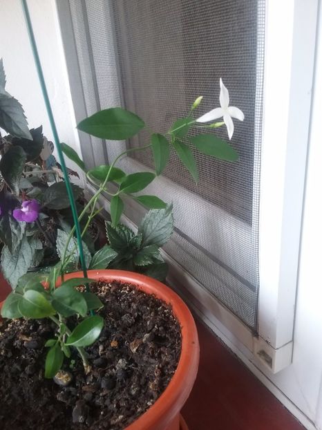  - Iasomie de cameră